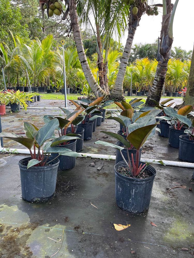 philodendron-rojo-congo-red-congo-philodendron