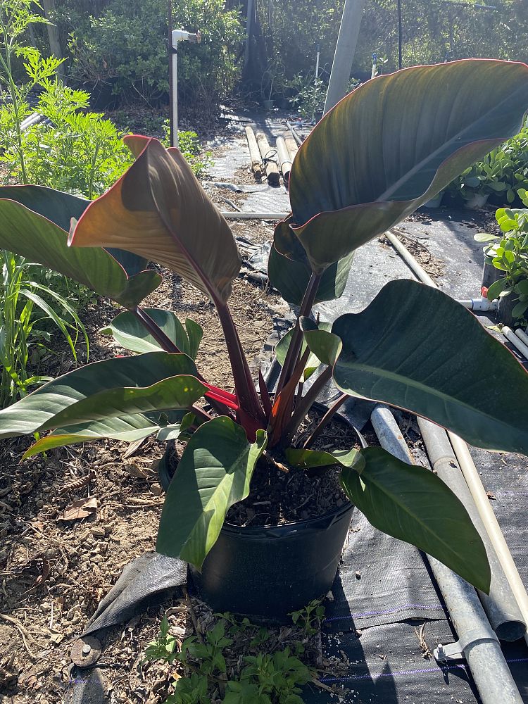 philodendron-rojo-congo-red-congo-philodendron