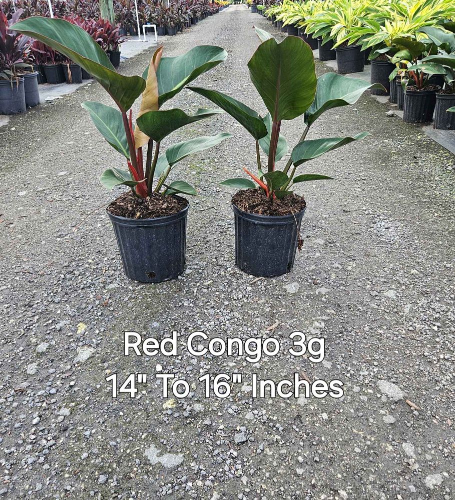 philodendron-rojo-congo-red-congo-philodendron