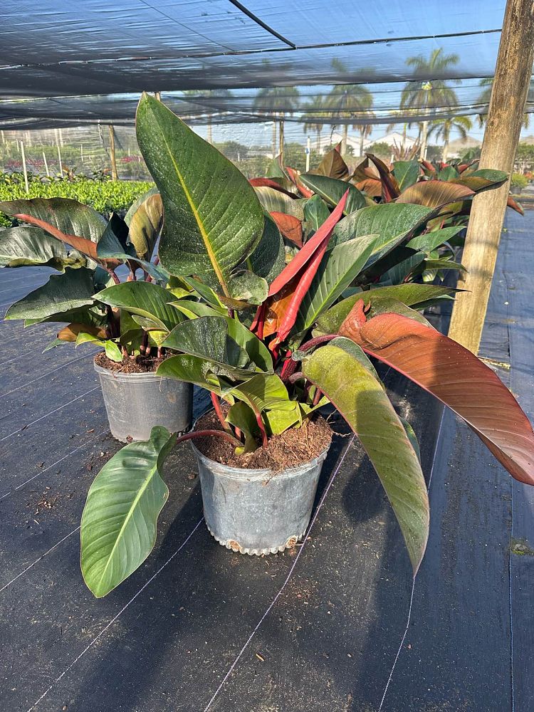philodendron-rojo-congo-red-congo-philodendron