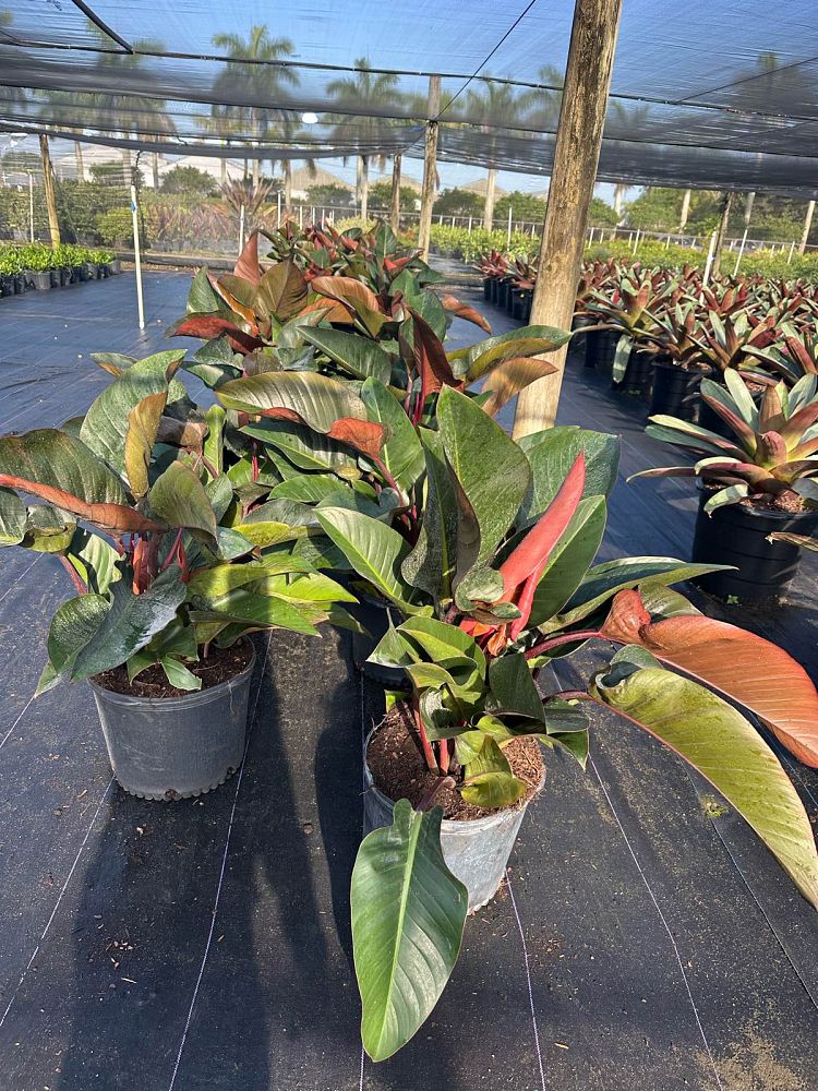philodendron-rojo-congo-red-congo-philodendron