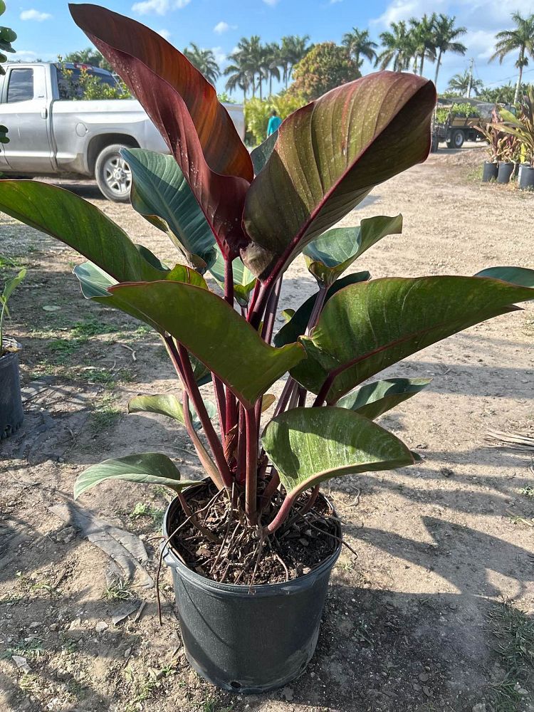 philodendron-rojo-congo-red-congo-philodendron