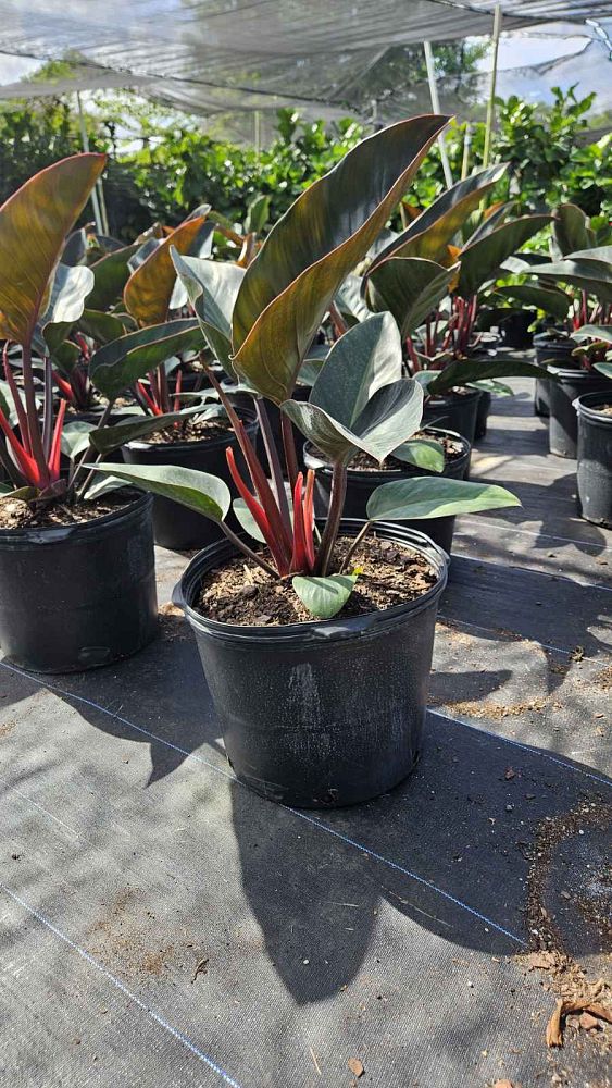 philodendron-rojo-congo-red-congo-philodendron
