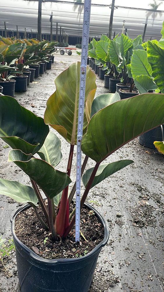 philodendron-rojo-congo-red-congo-philodendron