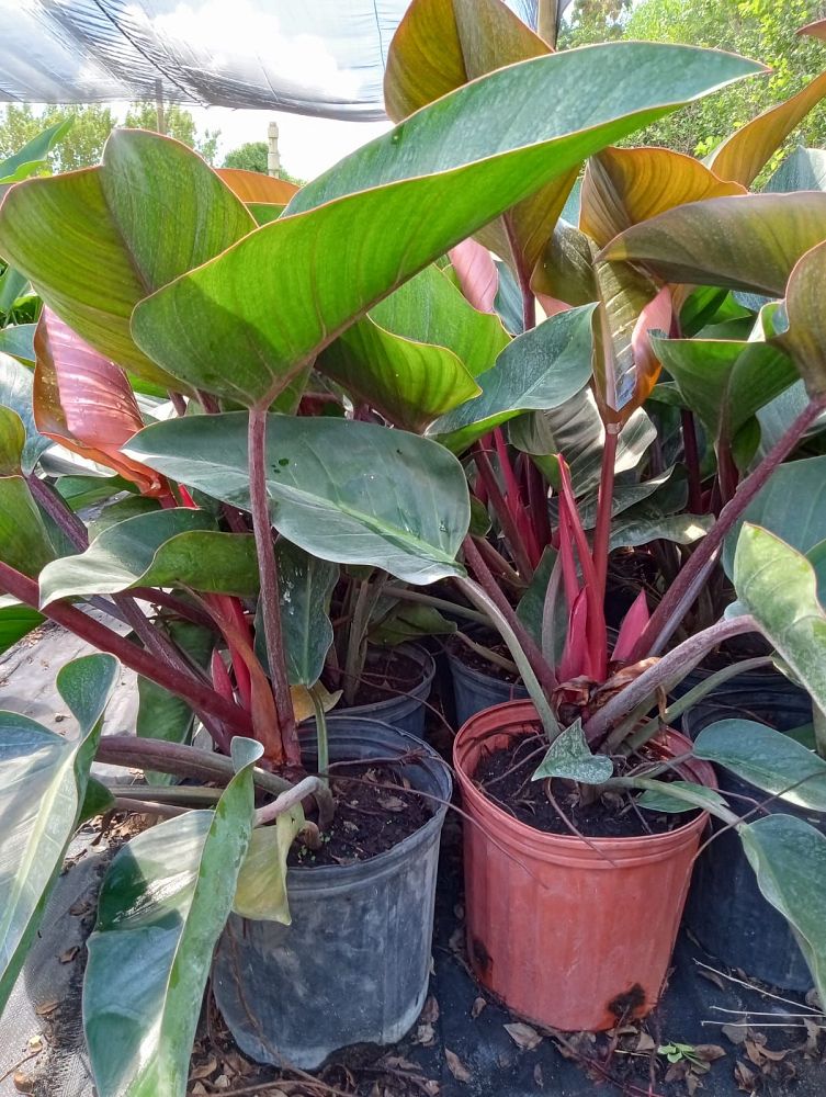 philodendron-rojo-congo-red-congo-philodendron