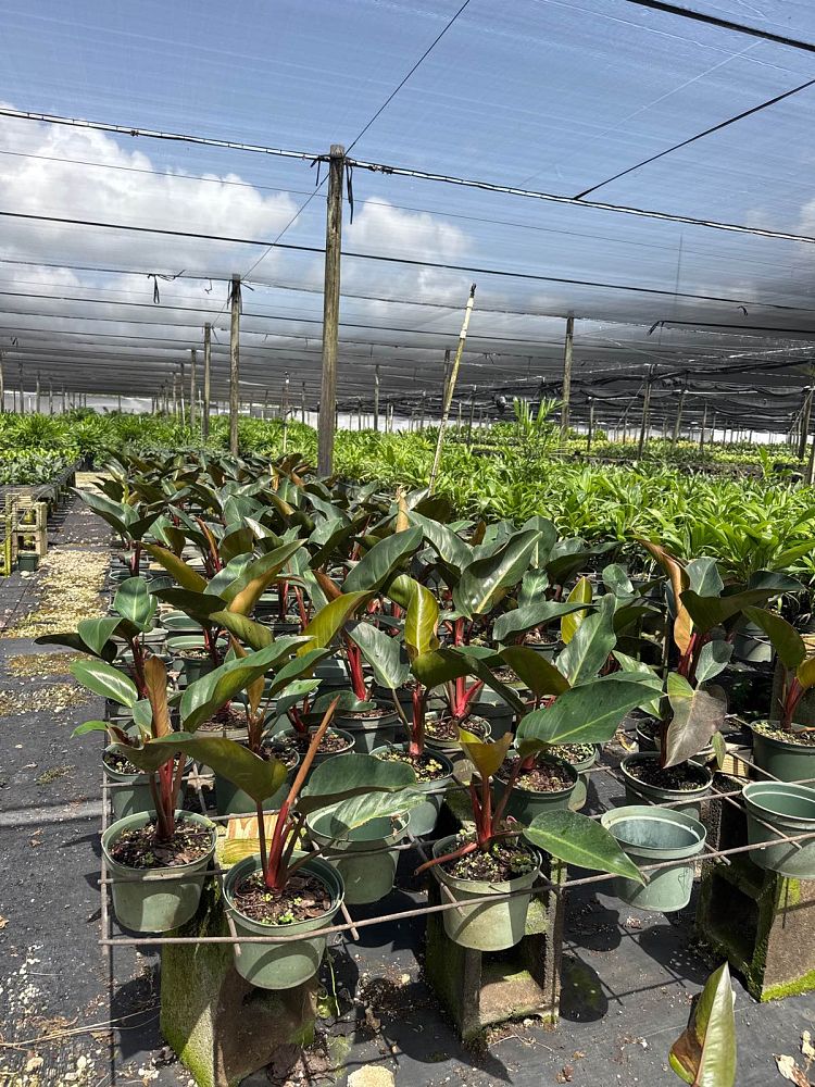 philodendron-rojo-congo-red-congo-philodendron