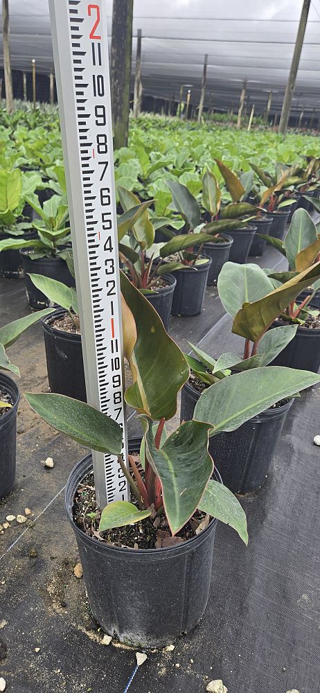 philodendron-rojo-congo-red-congo-philodendron