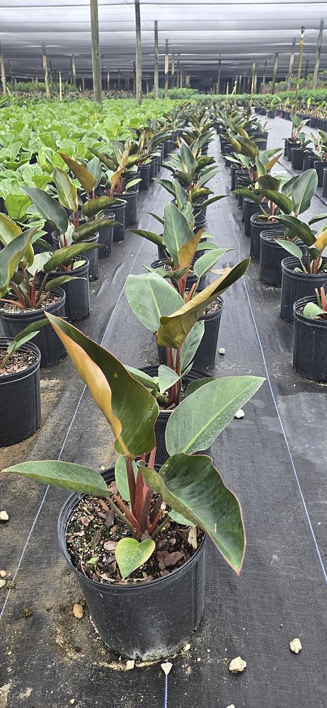 philodendron-rojo-congo-red-congo-philodendron