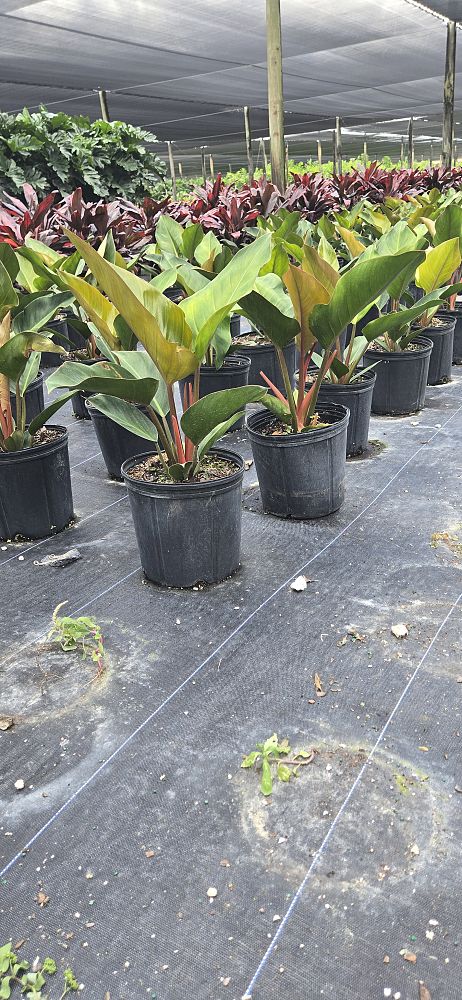 philodendron-rojo-congo-red-congo-philodendron