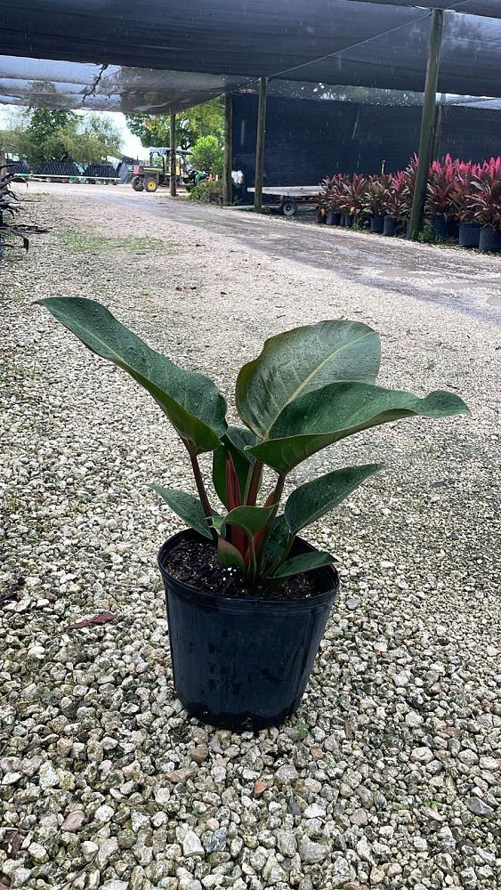 philodendron-rojo-congo-red-congo-philodendron