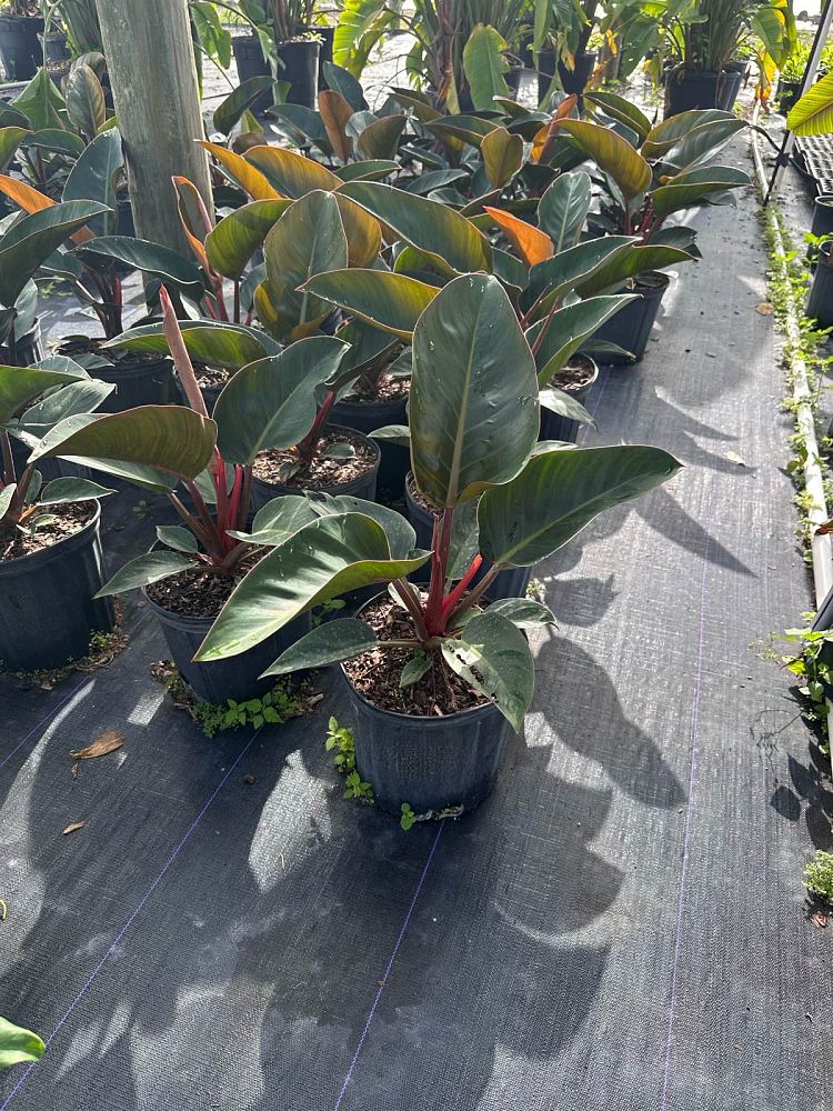 philodendron-rojo-congo-red-congo-philodendron