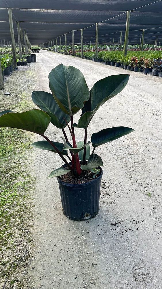philodendron-rojo-congo-red-congo-philodendron