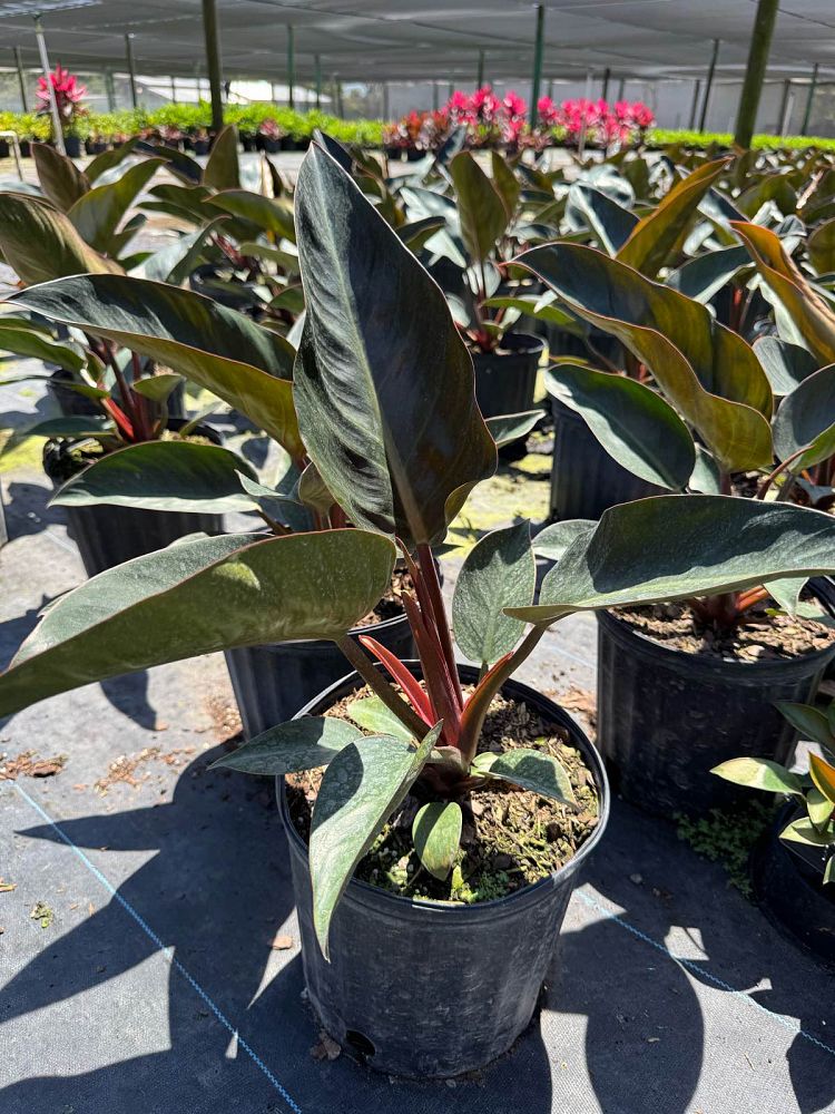 philodendron-rojo-congo-red-congo-philodendron