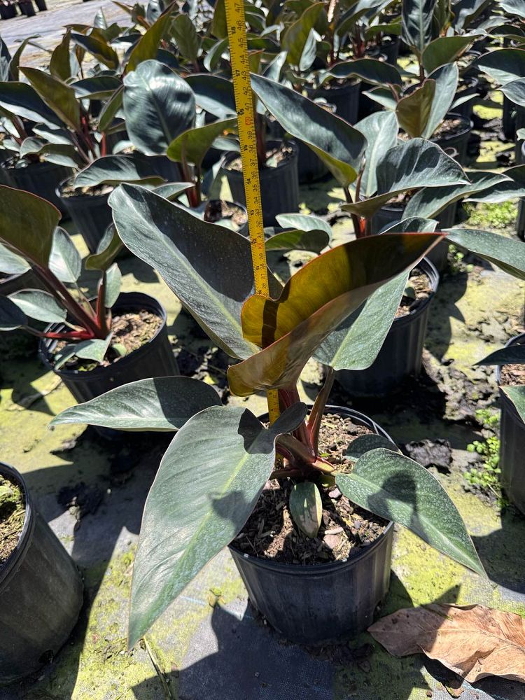 philodendron-rojo-congo-red-congo-philodendron