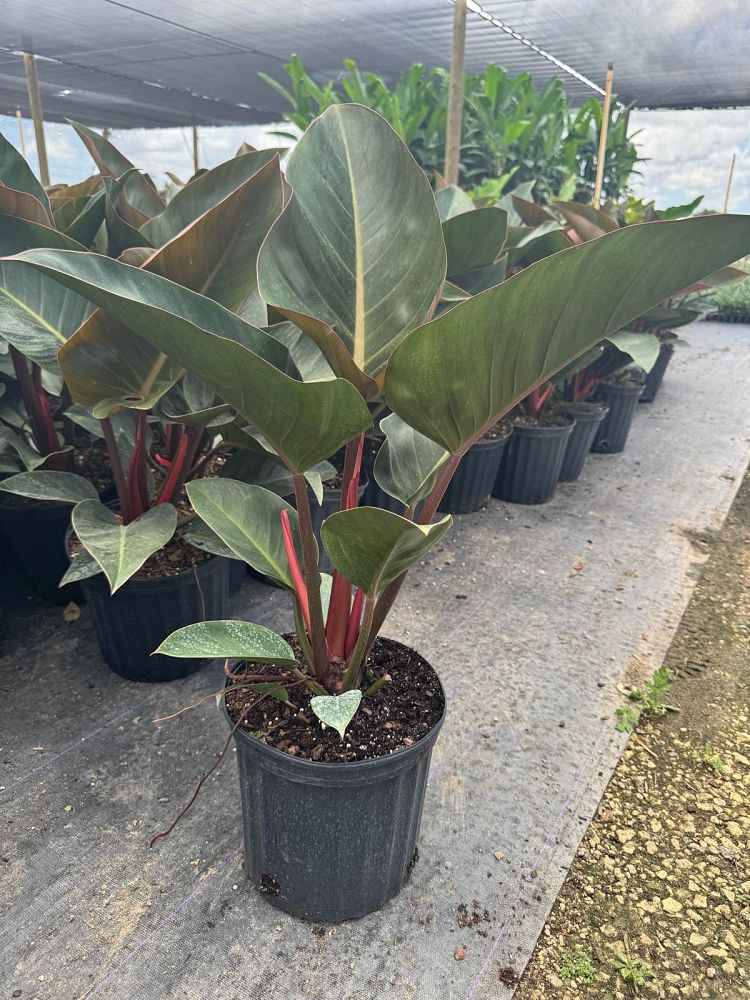 philodendron-rojo-congo-red-congo-philodendron