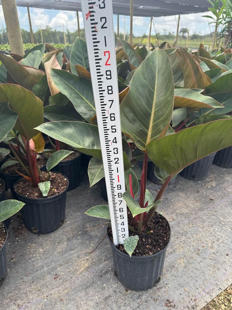 philodendron-rojo-congo-red-congo-philodendron