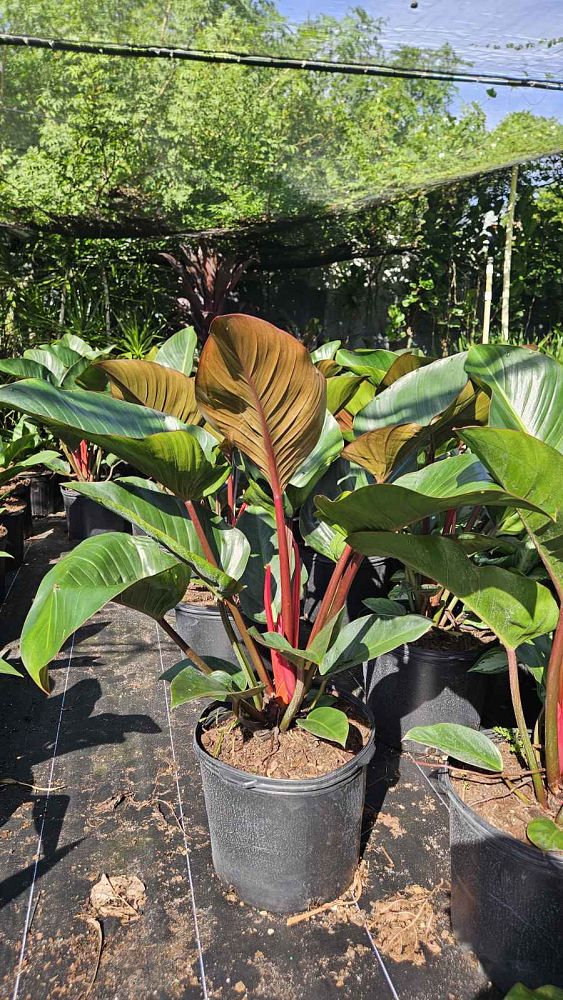 philodendron-rojo-congo-red-congo-philodendron