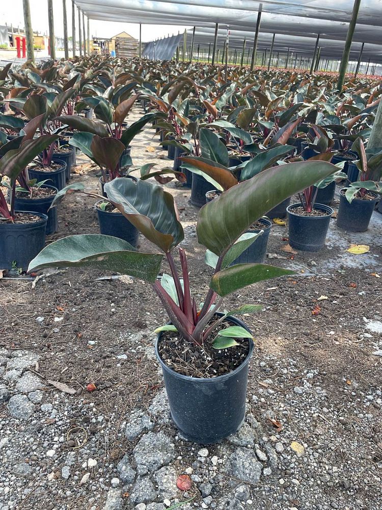 philodendron-rojo-congo-red-congo-philodendron