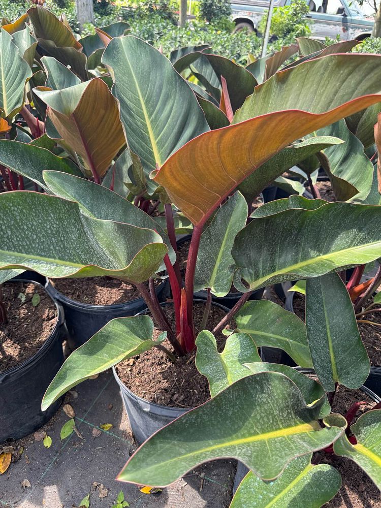 philodendron-rojo-congo-red-congo-philodendron