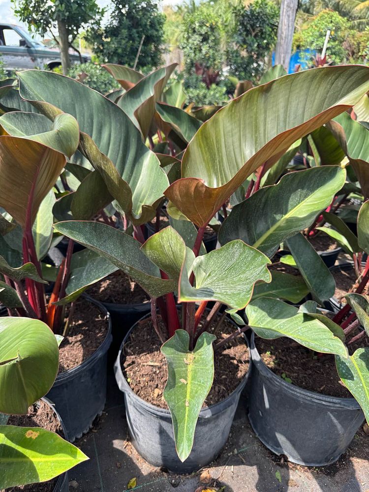 philodendron-rojo-congo-red-congo-philodendron