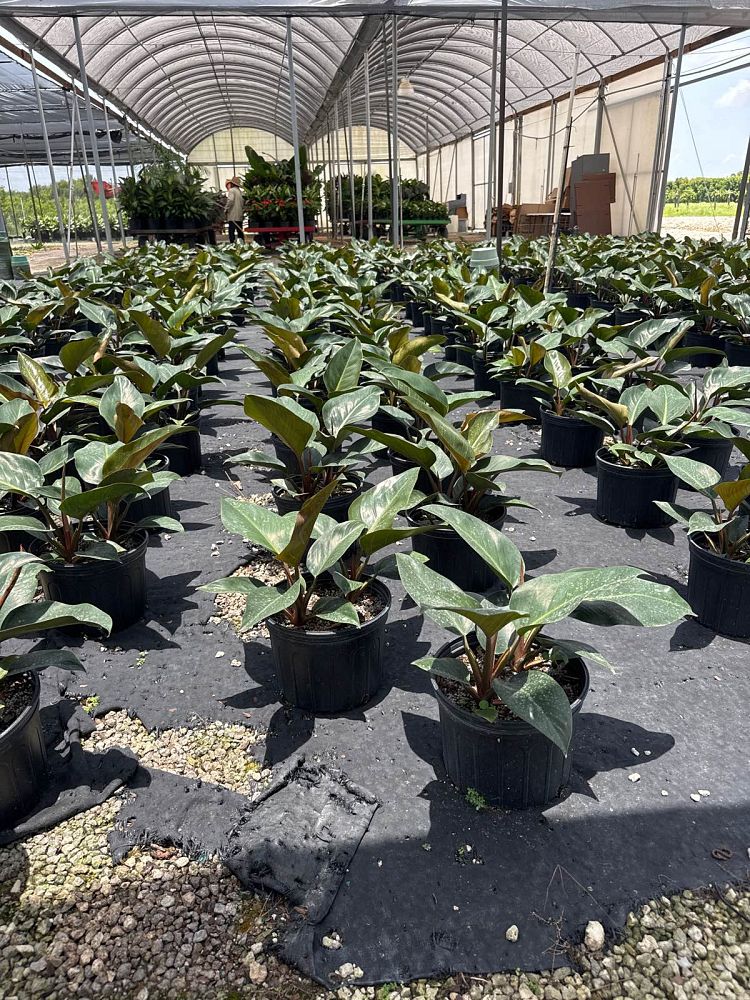philodendron-rojo-congo-red-congo-philodendron