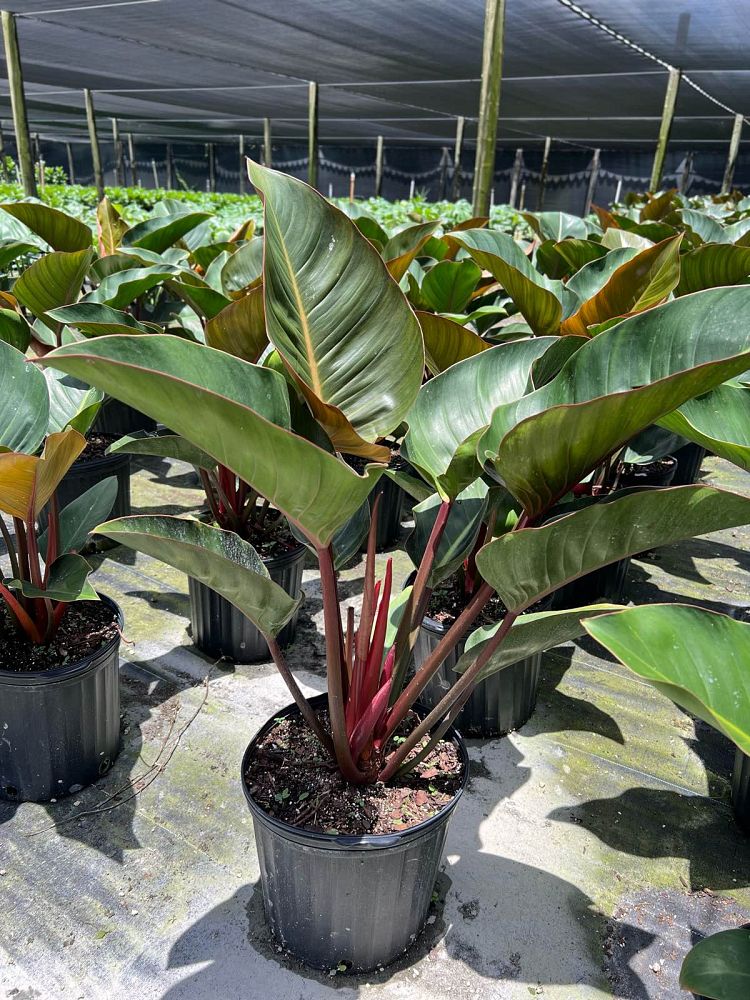 philodendron-rojo-congo-red-congo-philodendron