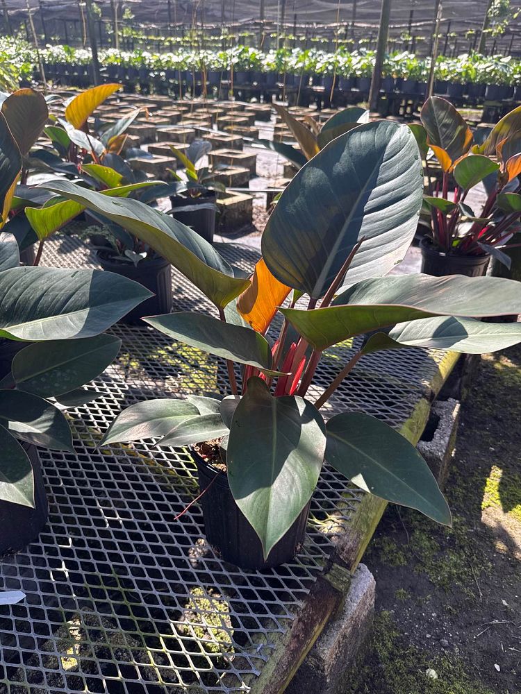 philodendron-rojo-congo-red-congo-philodendron