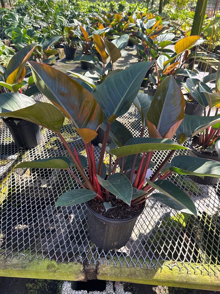 philodendron-rojo-congo-red-congo-philodendron