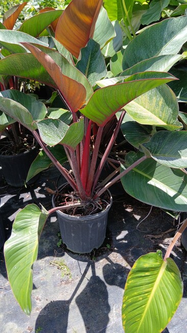 philodendron-rojo-congo-red-congo-philodendron