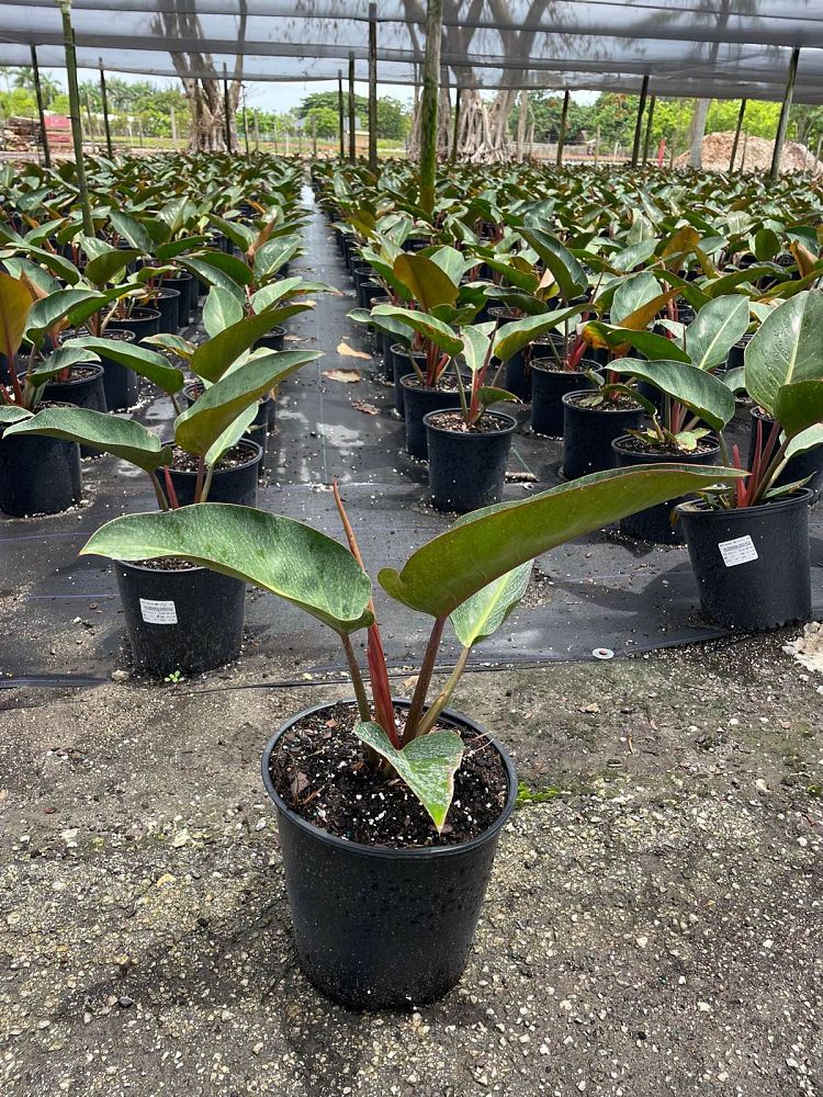 philodendron-rojo-congo-red-congo-philodendron