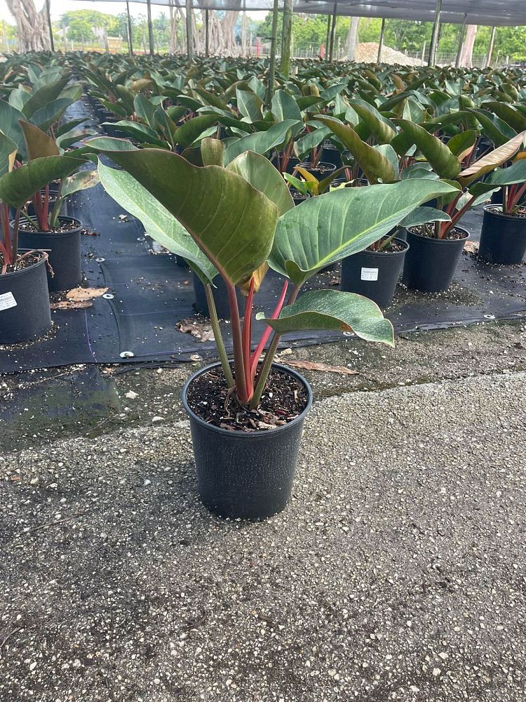 philodendron-rojo-congo-red-congo-philodendron
