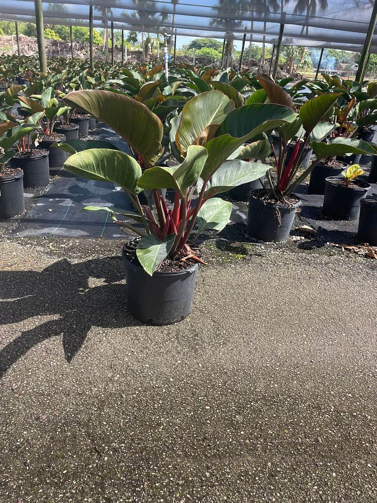 philodendron-rojo-congo-red-congo-philodendron
