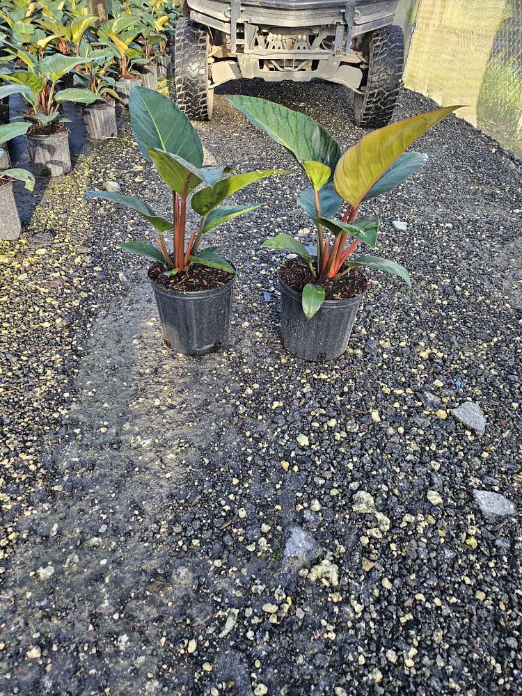 philodendron-rojo-congo-red-congo-philodendron