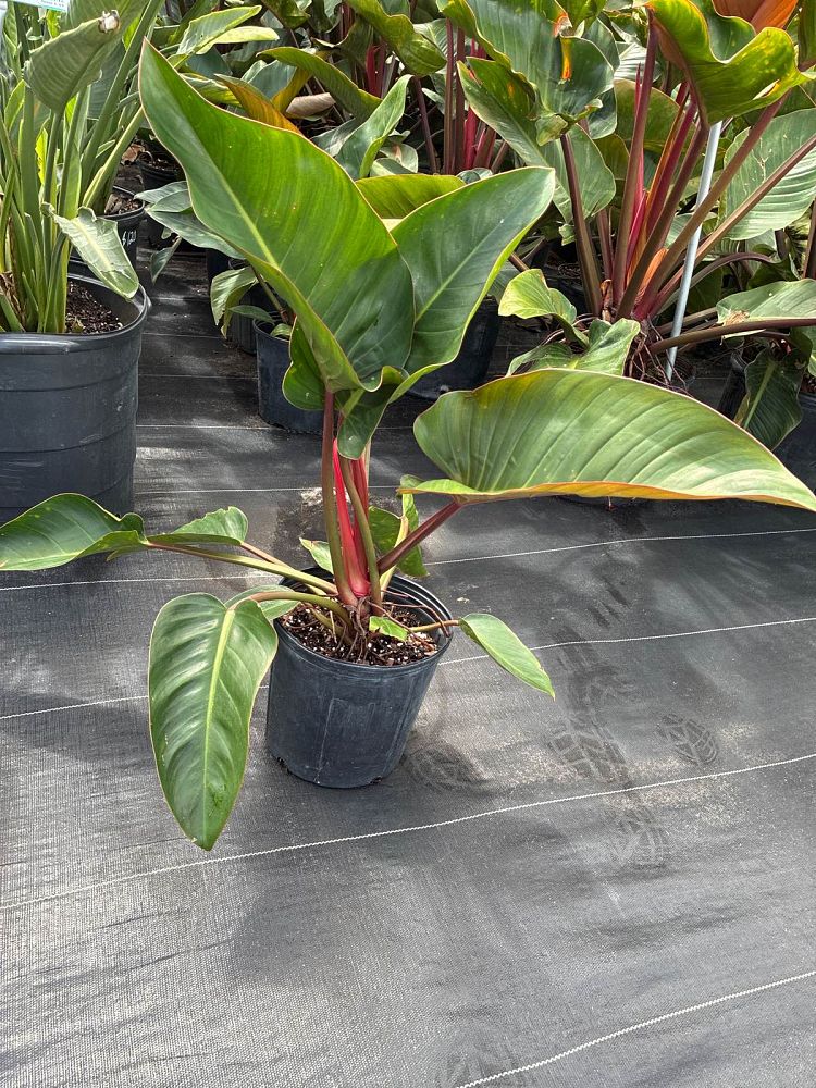 philodendron-rojo-congo-red-congo-philodendron