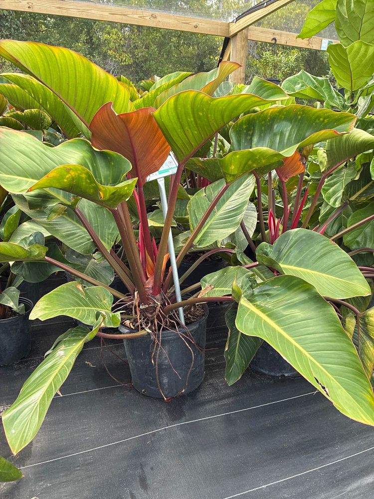 philodendron-rojo-congo-red-congo-philodendron