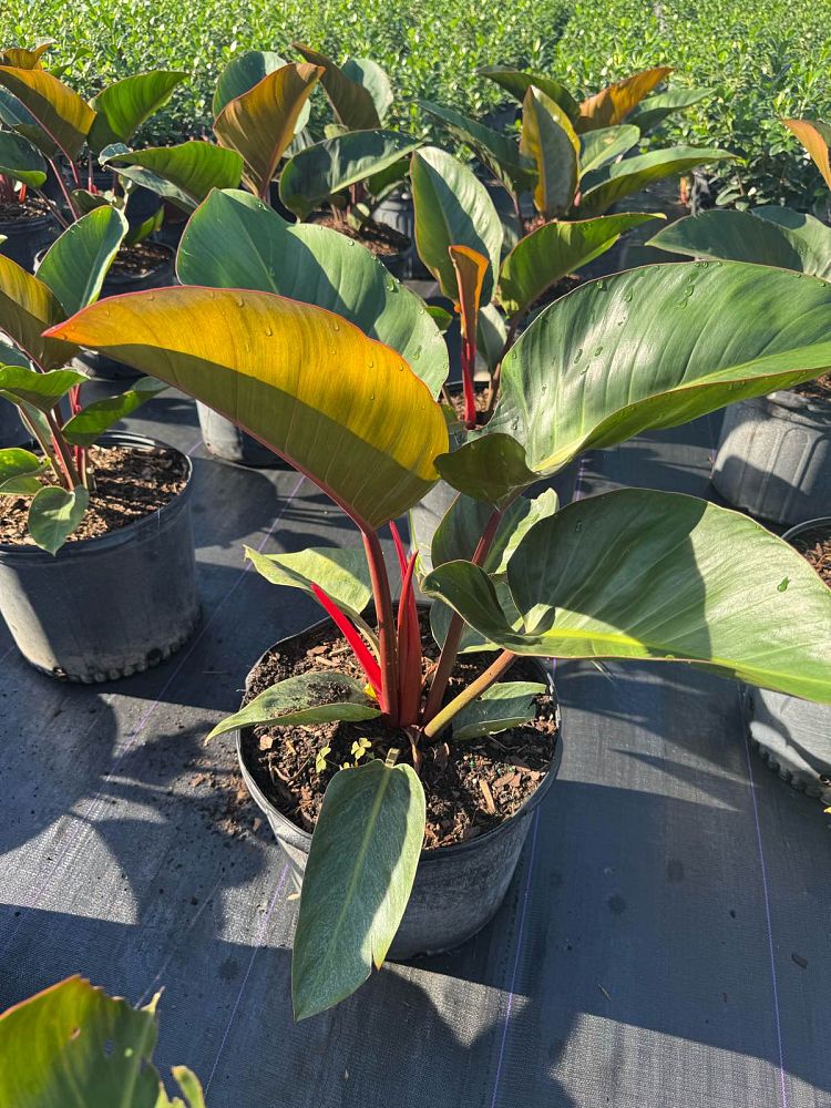 philodendron-rojo-congo-red-congo-philodendron