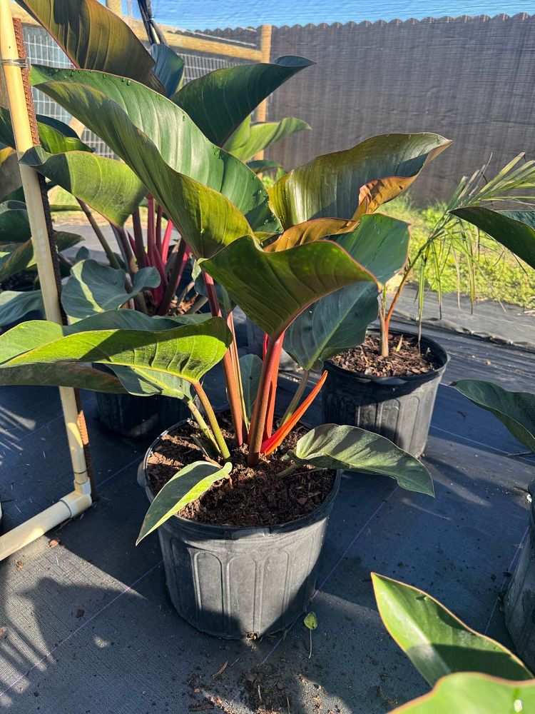 philodendron-rojo-congo-red-congo-philodendron