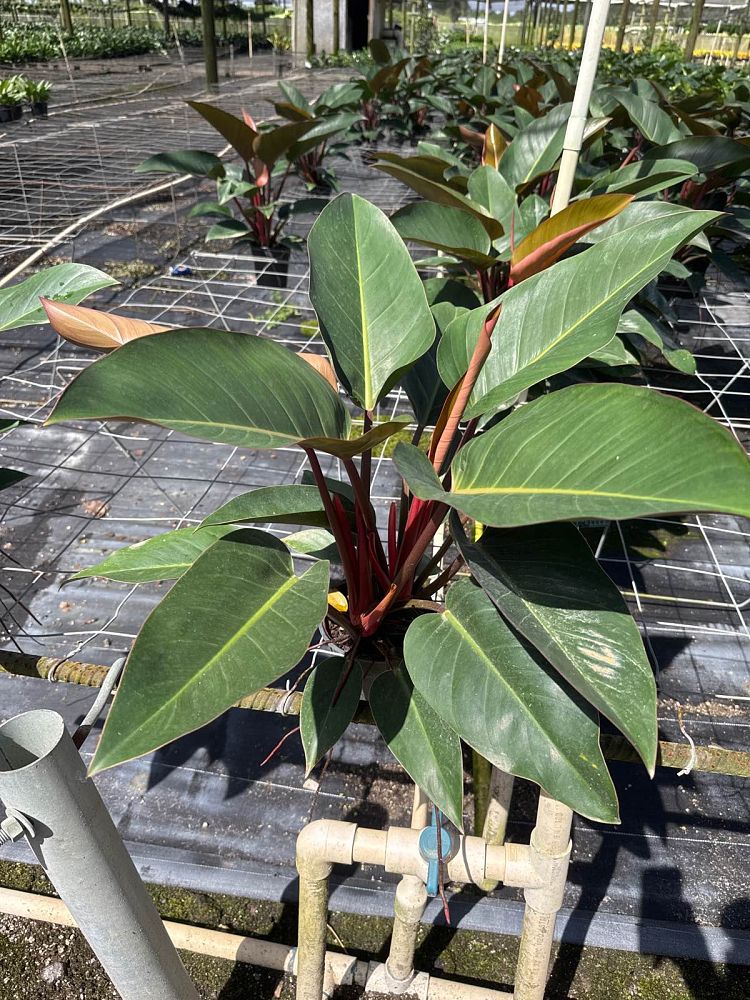 philodendron-rojo-congo-red-congo-philodendron