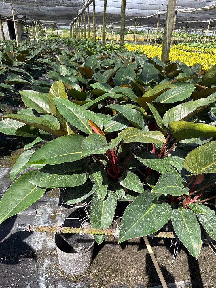 philodendron-rojo-congo-red-congo-philodendron