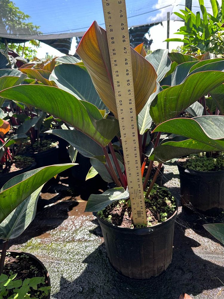 philodendron-rojo-congo-red-congo-philodendron