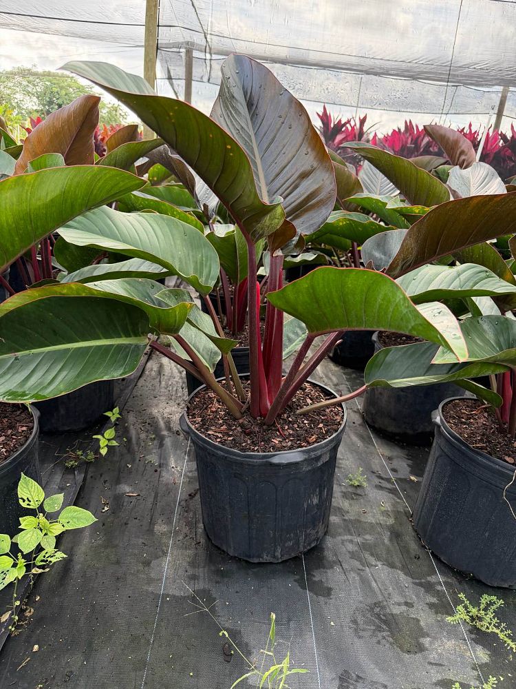 philodendron-rojo-congo-red-congo-philodendron