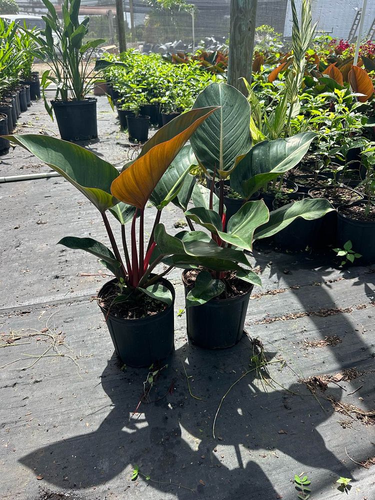 philodendron-rojo-congo-red-congo-philodendron