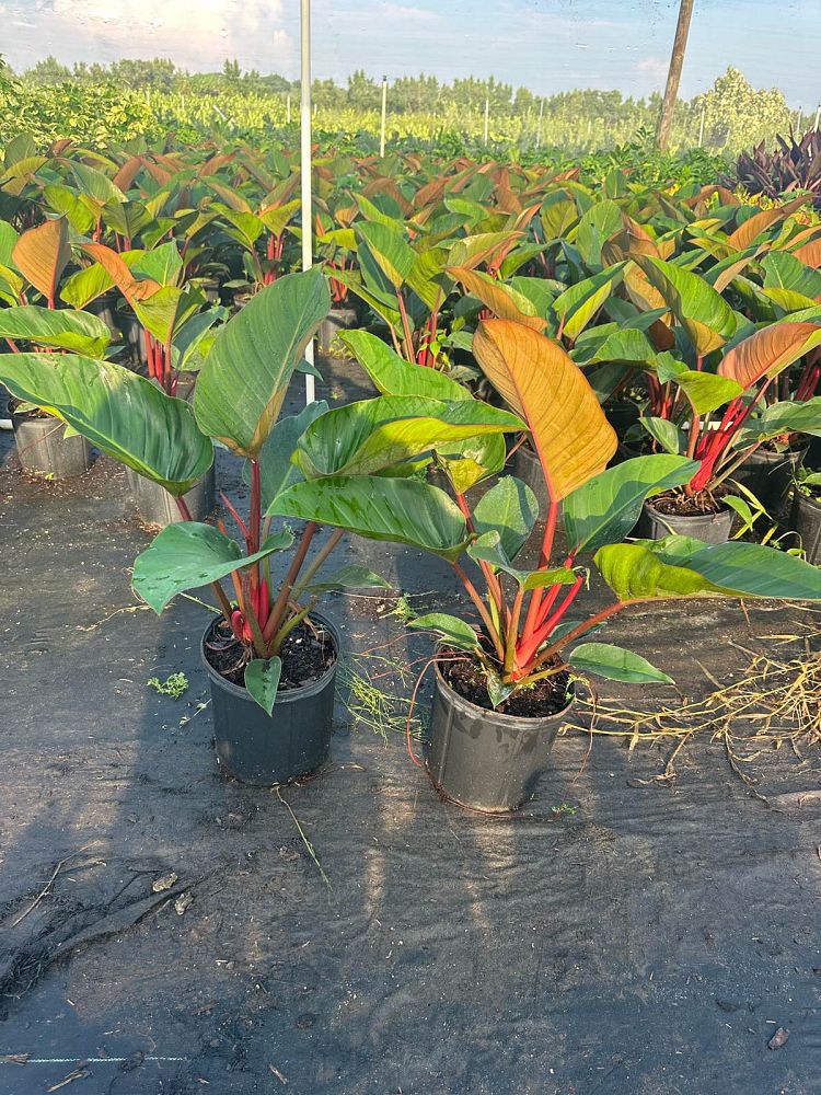 philodendron-rojo-congo-red-congo-philodendron