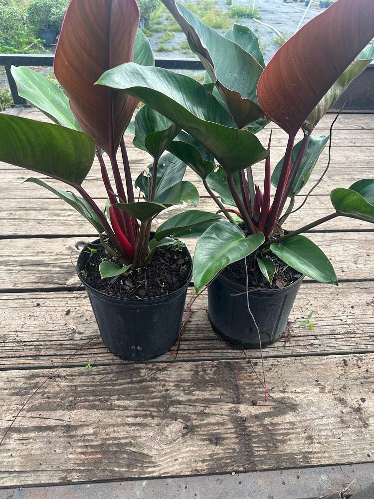 philodendron-rojo-congo-red-congo-philodendron