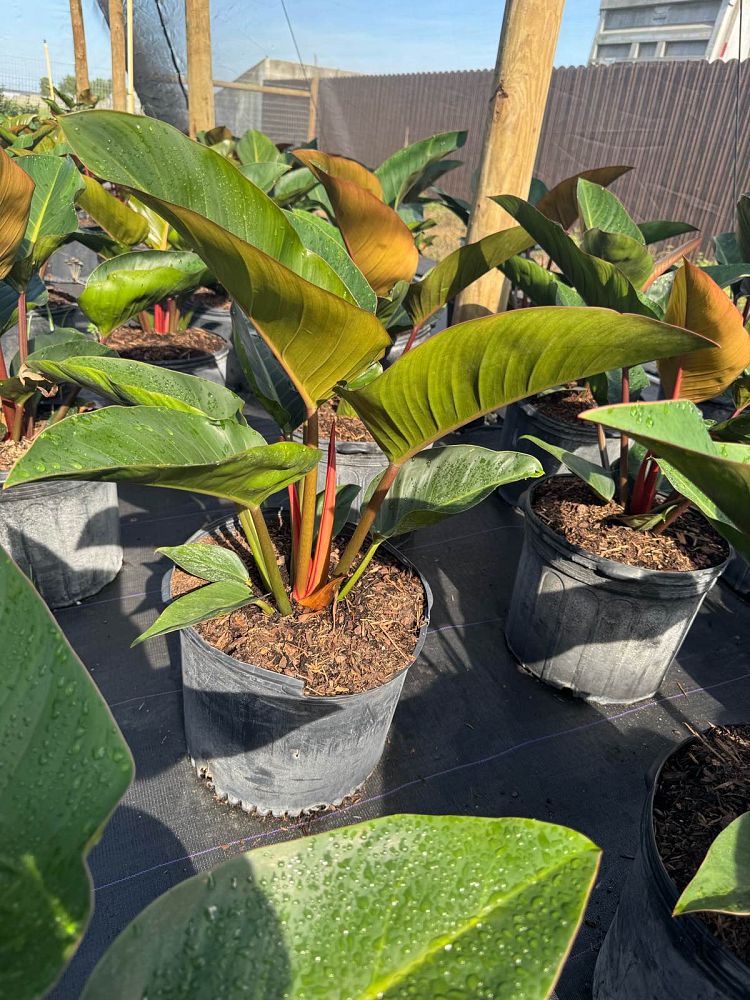 philodendron-rojo-congo-red-congo-philodendron