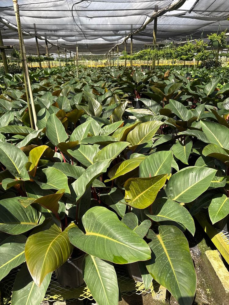 philodendron-rojo-congo-red-congo-philodendron
