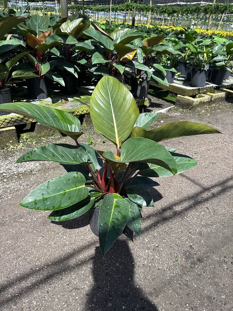 philodendron-rojo-congo-red-congo-philodendron