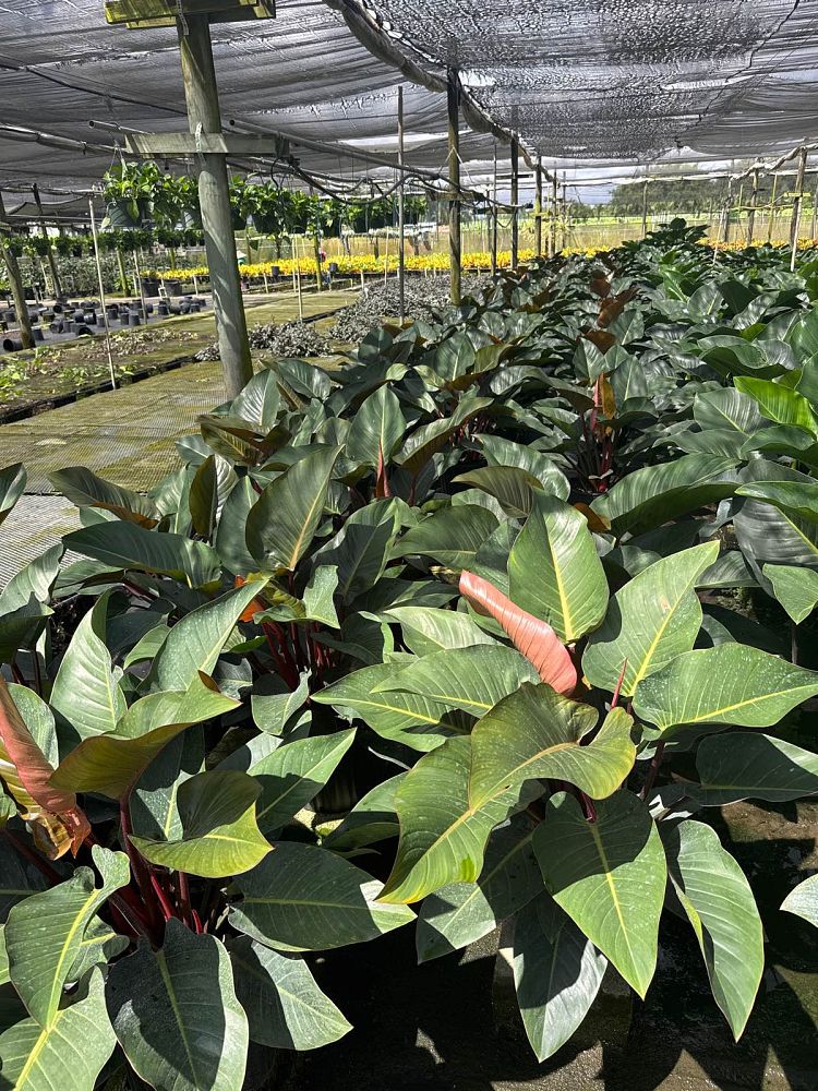 philodendron-rojo-congo-red-congo-philodendron