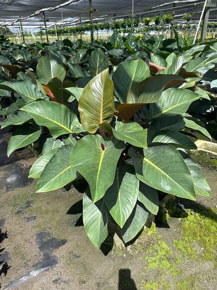 philodendron-rojo-congo-red-congo-philodendron