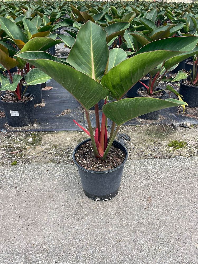 philodendron-rojo-congo-red-congo-philodendron